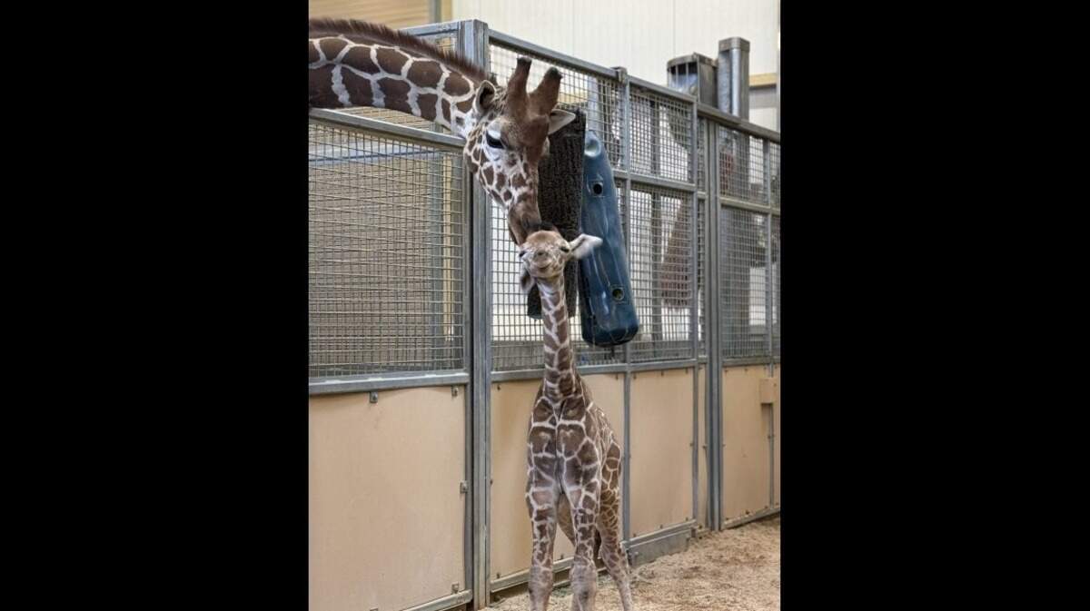 A baby giraffe was born Feb. 7 at Utah’s Hogle Zoo.