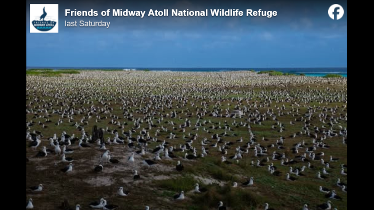 Wild birds are shown at Midway Atoll National Wildlife Refuge.