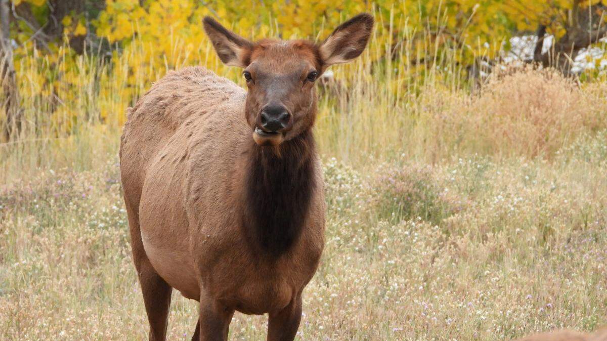 An elk protecting a calf charged and stomped on an 8-year-old girl riding a bicycle nearby in Estes Park, Colorado officials say.
