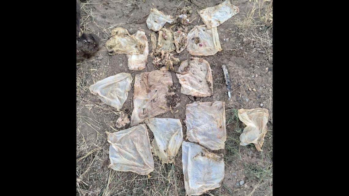 A black bear was euthanized after human trash he ate clogged his intestines, Colorado officials said.