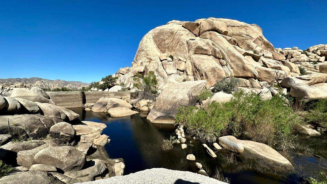 Thanks to heavy rains brought to California by Tropical Storm Hilary, 22-legged crustaceans are swimming about at Joshua Tree National Park.