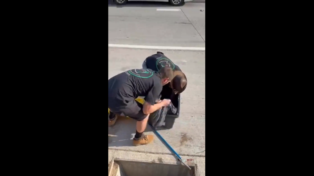 Workers had to pull a creature from a storm drain and get it into a container along an Arizona freeway.