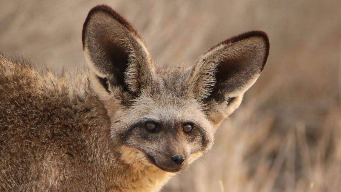 The fox was spotted several times overnight by searchers but remains on the loose.