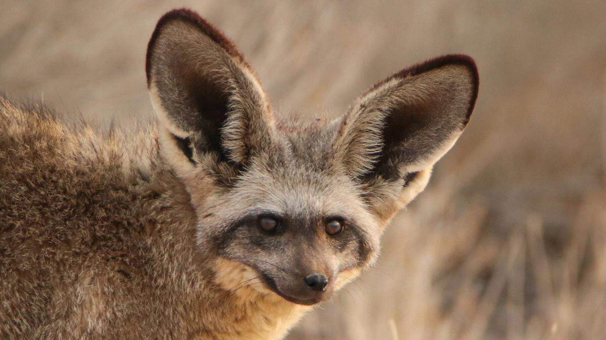The fox was spotted several times overnight by searchers but remains on the loose.