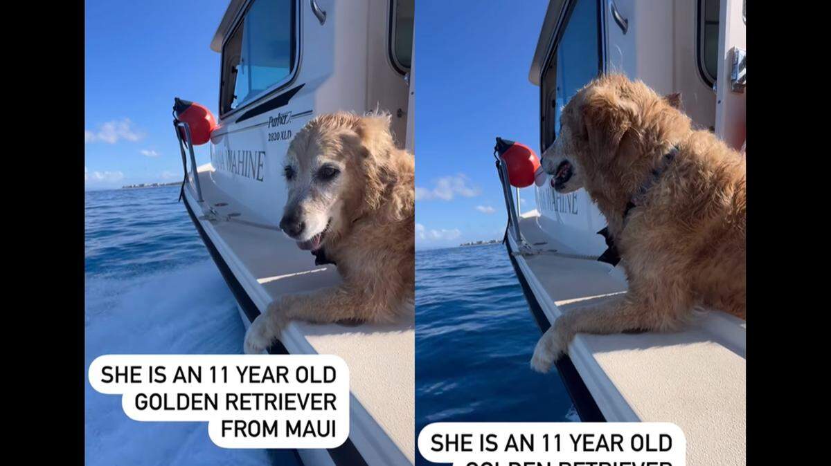 The whale watching group was started by survivors of the Lahaina Fire.