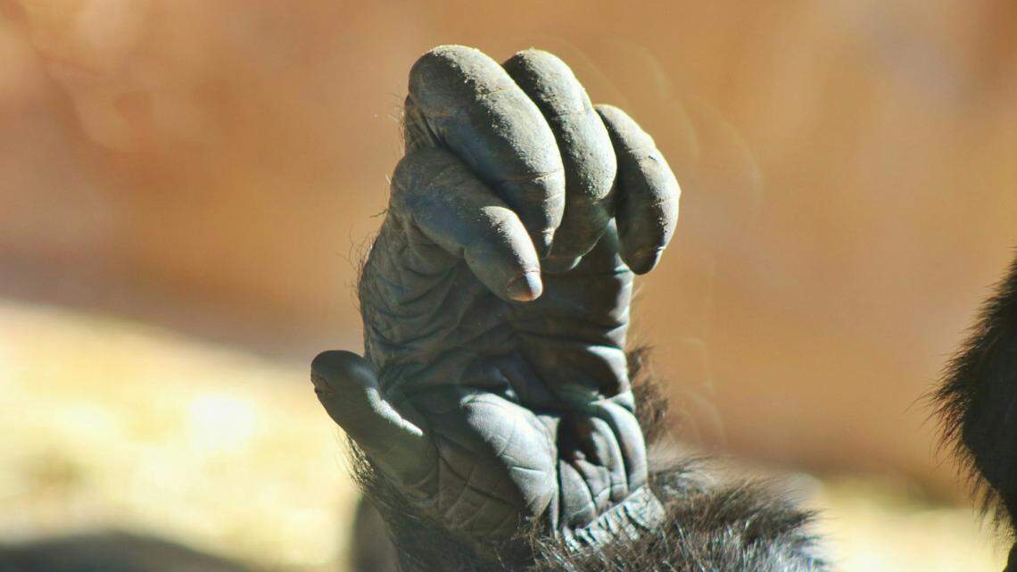 Conservationists see this infant’s birth as an exciting step forward in efforts to save western lowland gorillas.