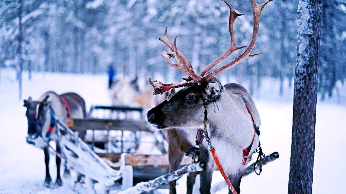 A wild “reindeer” trainee (not the one pictured) suffered an unfortunate accident while learning to fly Santa’s sleigh, New Mexico wildlife officials said.