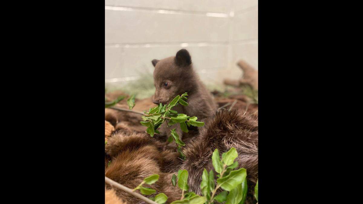The young bear is a “very unusual case,” according to the nonprofit’s Wildlife Operations Manager.