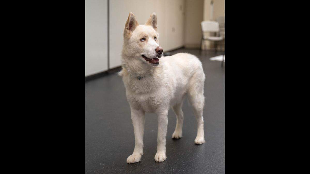 After months of recovering, Riley is ready to find a new home, the shelter said.
