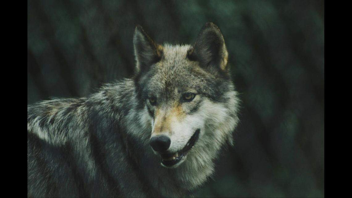 Gray wolves are native to Colorado but were extirpated from the state in large part due to intentional hunting and trapping efforts.