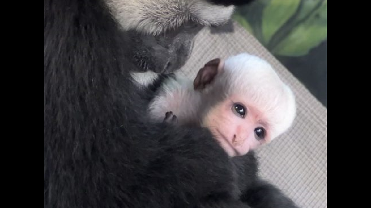 A baby colobus monkey was born March 30, 2025, at Utah’s Hogle Zoo.