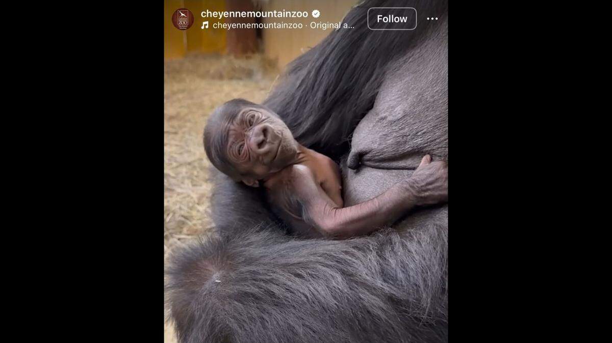 A baby gorilla was born at a Colorado zoo, zookeepers said.