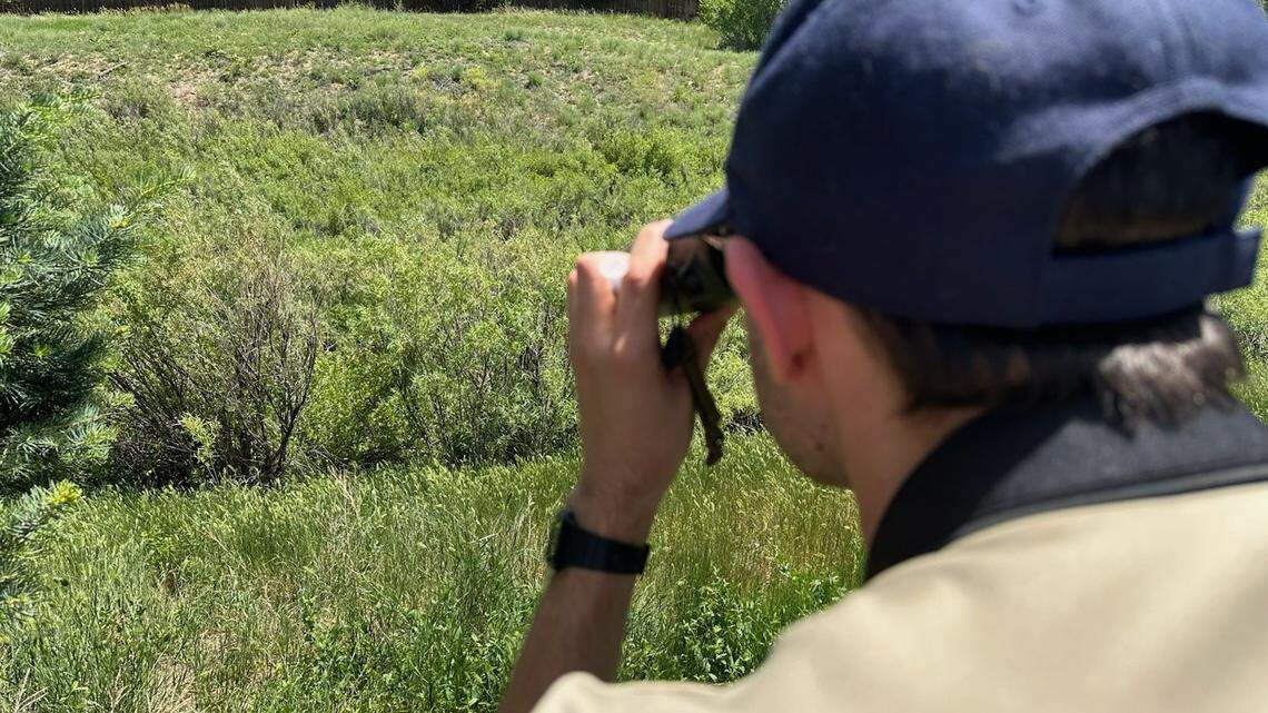 A creature tucked its huge body into some lush grass to hide from wildlife officers in a Colorado park, photos and video shows.