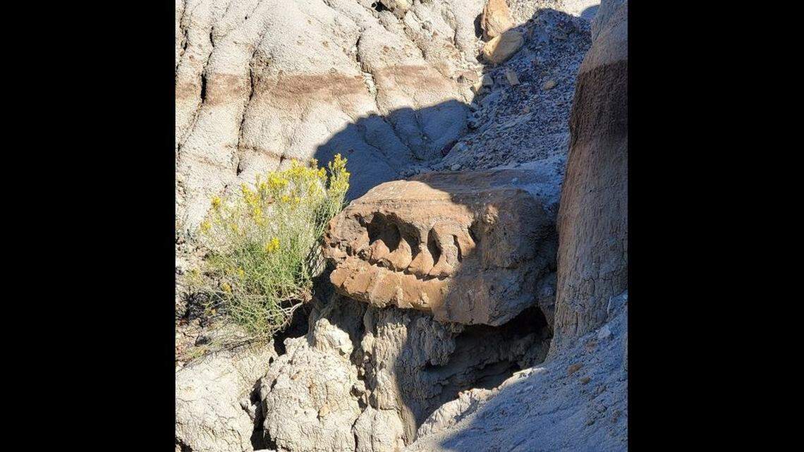 The hadrosaur, or duck-billed dinosaur, vertebrae that sat along Diane Gabriel Trail, officials said.