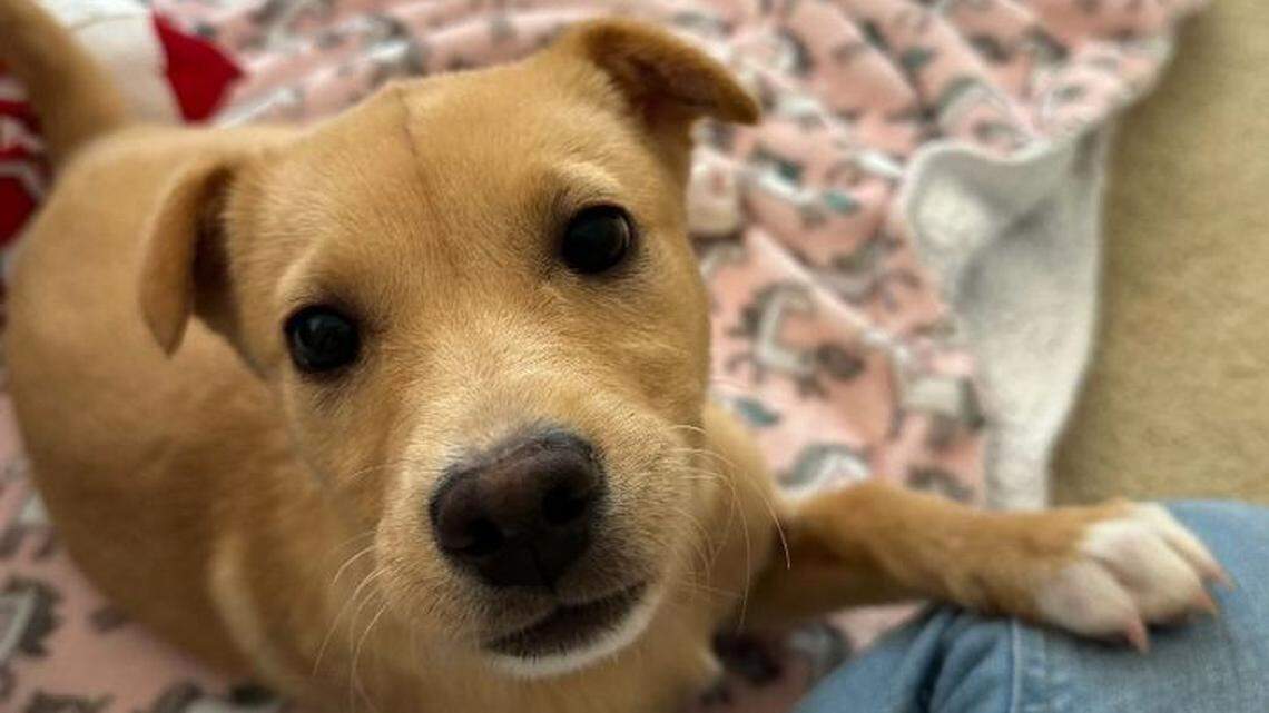 Shelbie, a 9-week-old lab mix puppy, was found abandoned beside a California highway after being hit by a car, the HIT Living Foundation says.