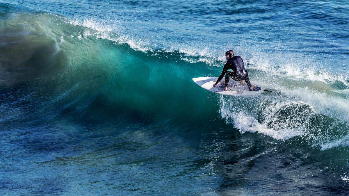 A deranged sea creature that stalked and attacked a surfer in California was likely poisoned, officials say.