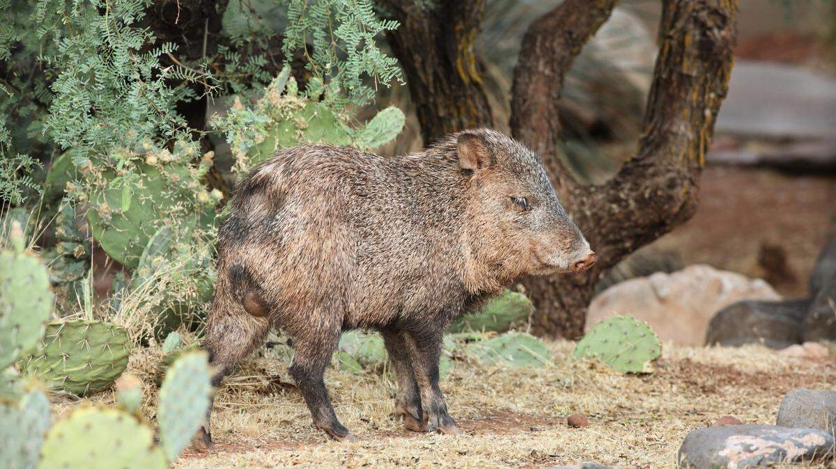 A javelina (not the one pictured) was fighting with a woman’s dogs when it bit her on the leg in southern Arizona, wildlife officials said.