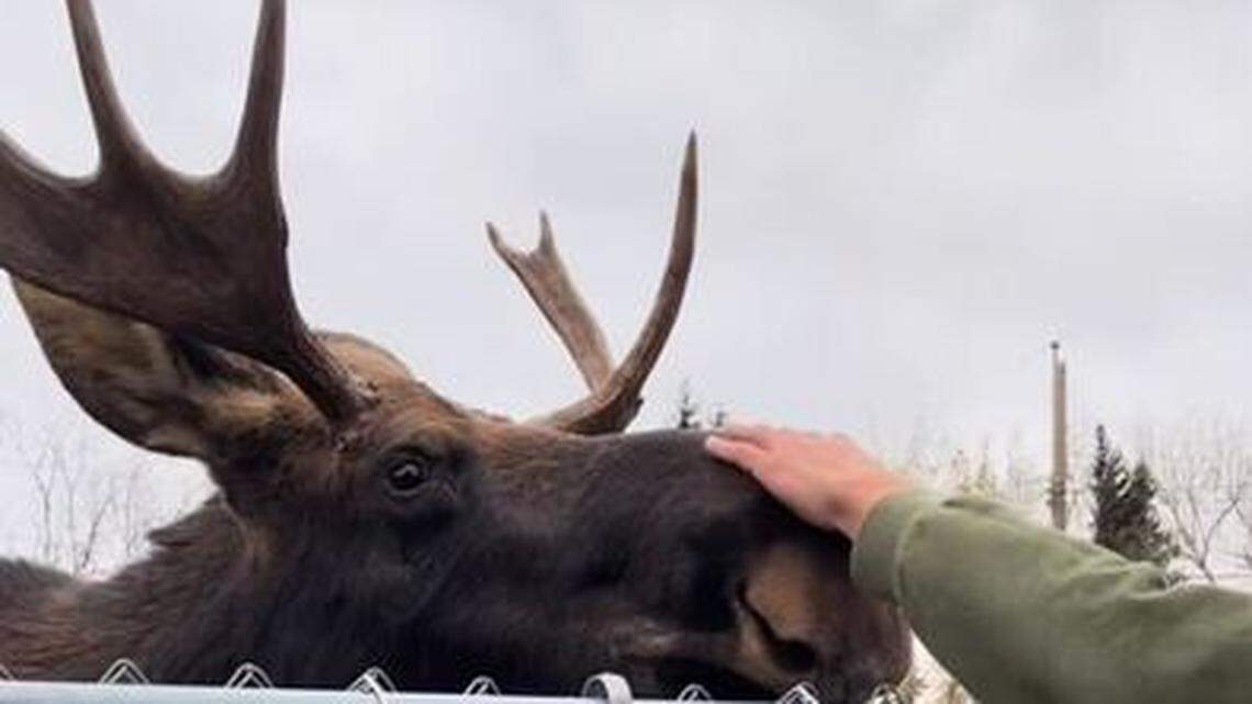A moose thanked the person who helped remove Halloween decorations that were stuck on its face in Canada, video shows.