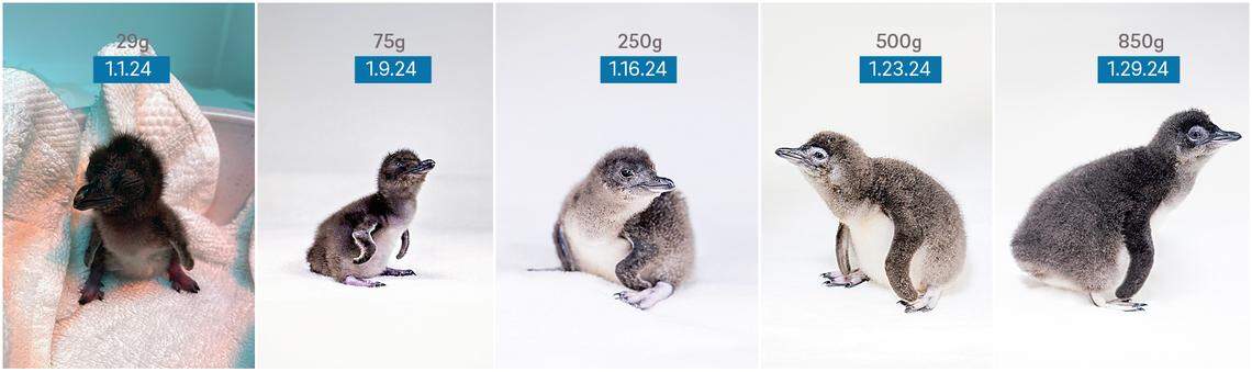 In less than a month’s time, the aquarium said the chick has “nearly tripled in size.”