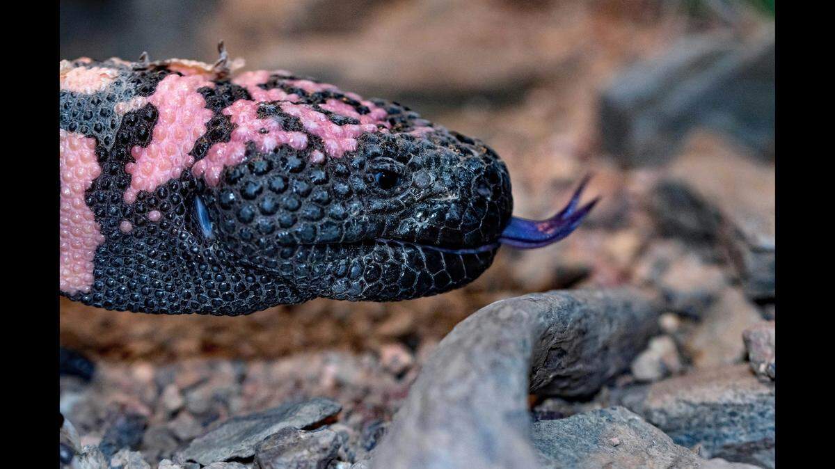 A man died after being bitten by one of his two venomous pet Gila monsters (not the one pictured), according to media reports.