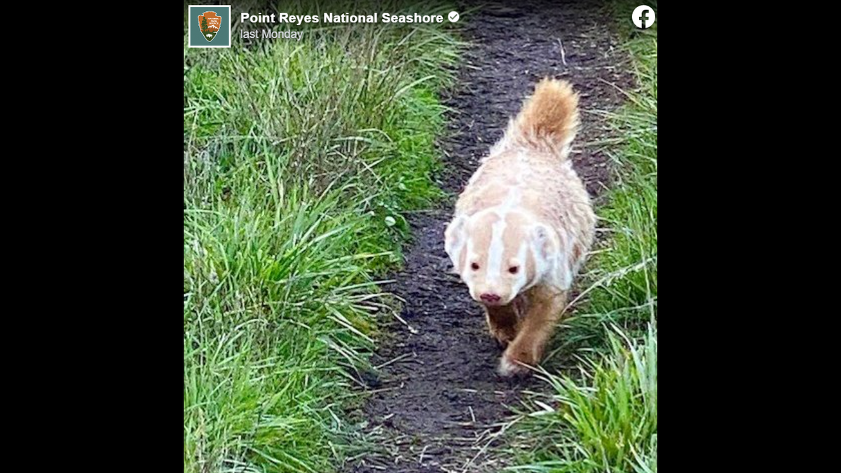 The white badger was spotted running near a trail a Point Reyes National Seashore.