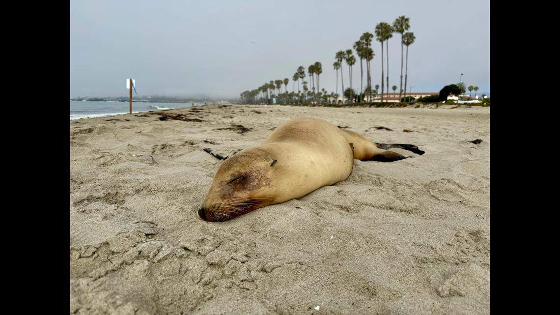 A California nonprofit has been fielding 100 reports a day, as sick sea lions suffering the effects of domoic acid poisoning pop up along the shore.