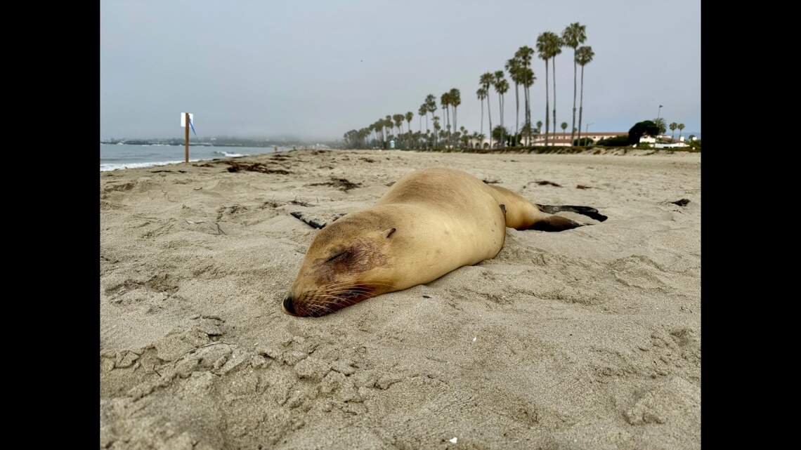 Here’s how we can help the sick sea lions showing up on California’s coast | Opinion