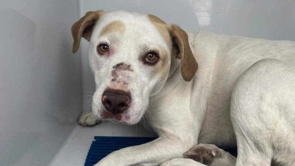 Thanks to her microchip and updated information, Nola made it home safe to her family.