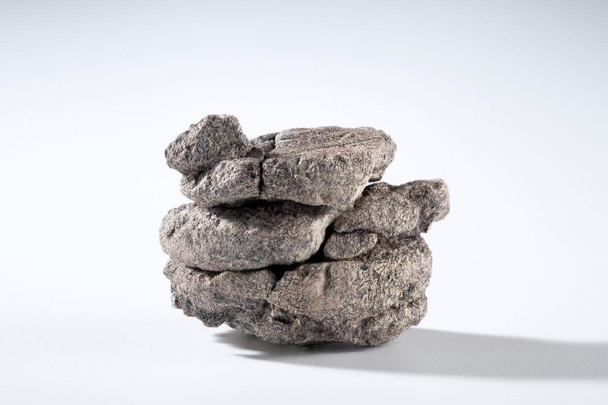 A 67.5-million-year-old fossil was uncovered under a parking lot, a Colorado museum said.