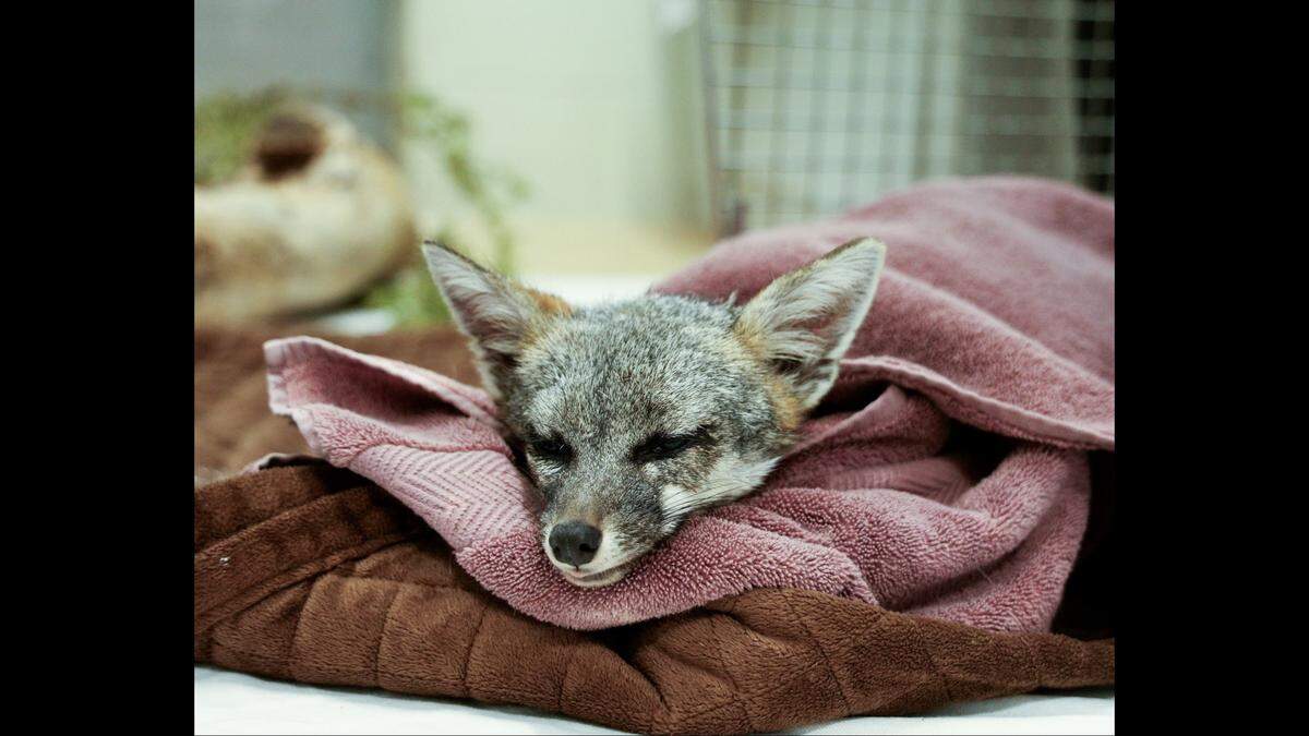 The badly hurt fox was found after the start of the Airport Fire in Orange County, a nonprofit said.
