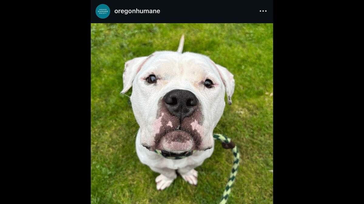 A dog named Ghost was adopted after being surrendered at a shelter, Oregon officials said.