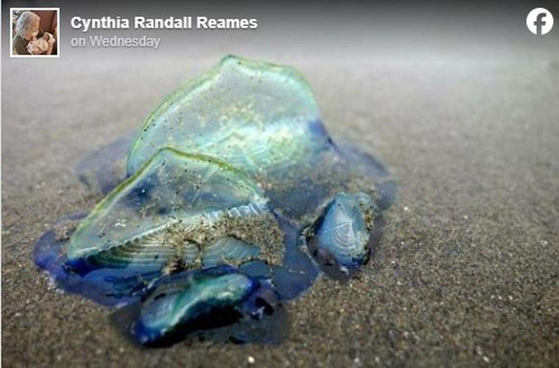 Hundreds of thousands of velella velella, tiny blue sea creatures with sail-like fins, are washing up on California and Oregon beaches.