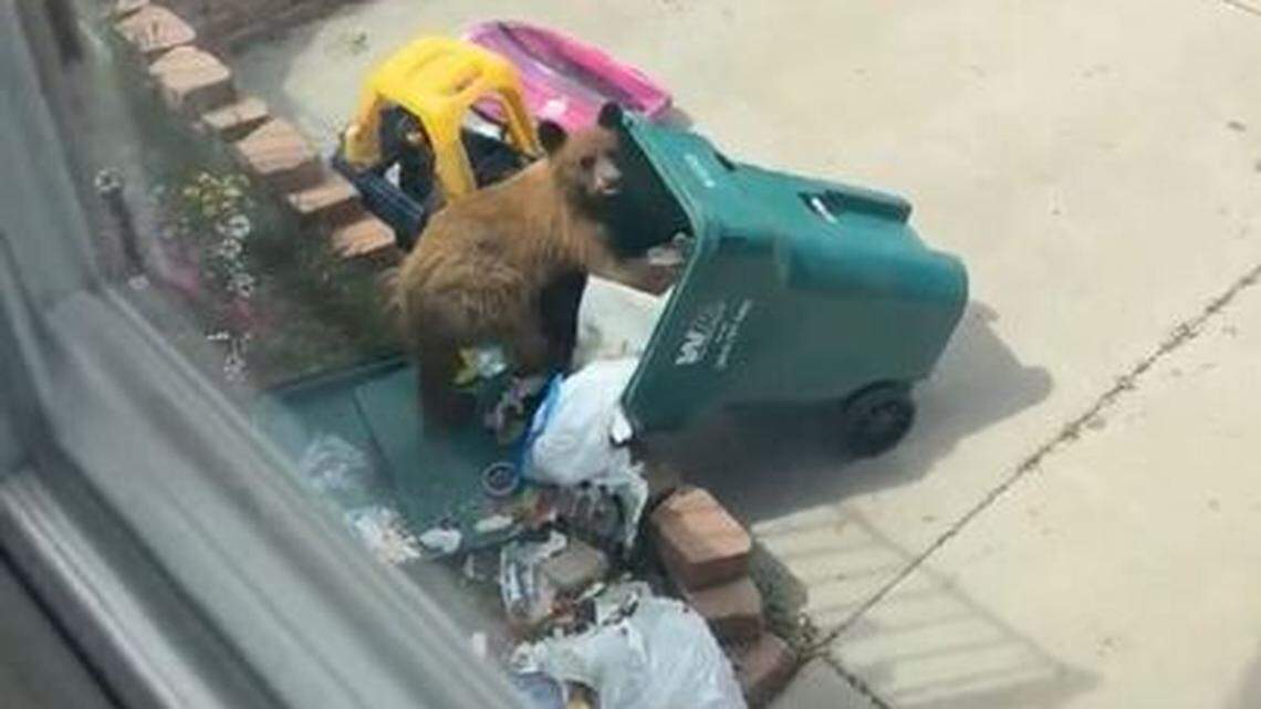 A little bear in Colorado got into a resident’s trash can and learned bad behaviors, officials said.