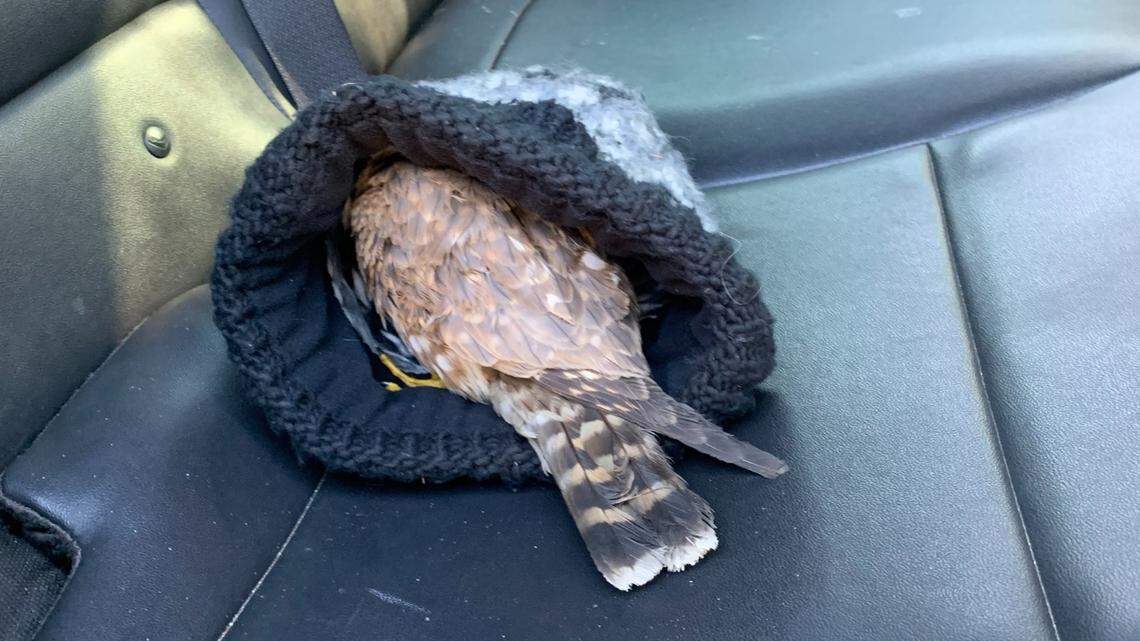 A man kept an injured bird in his hat until a Salt Lake City police officer helped rescue it after it was struck by a car Dec. 28.