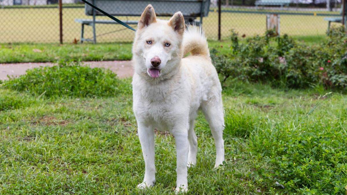 Riley is available for adoption after months of healing, a nonprofit says.