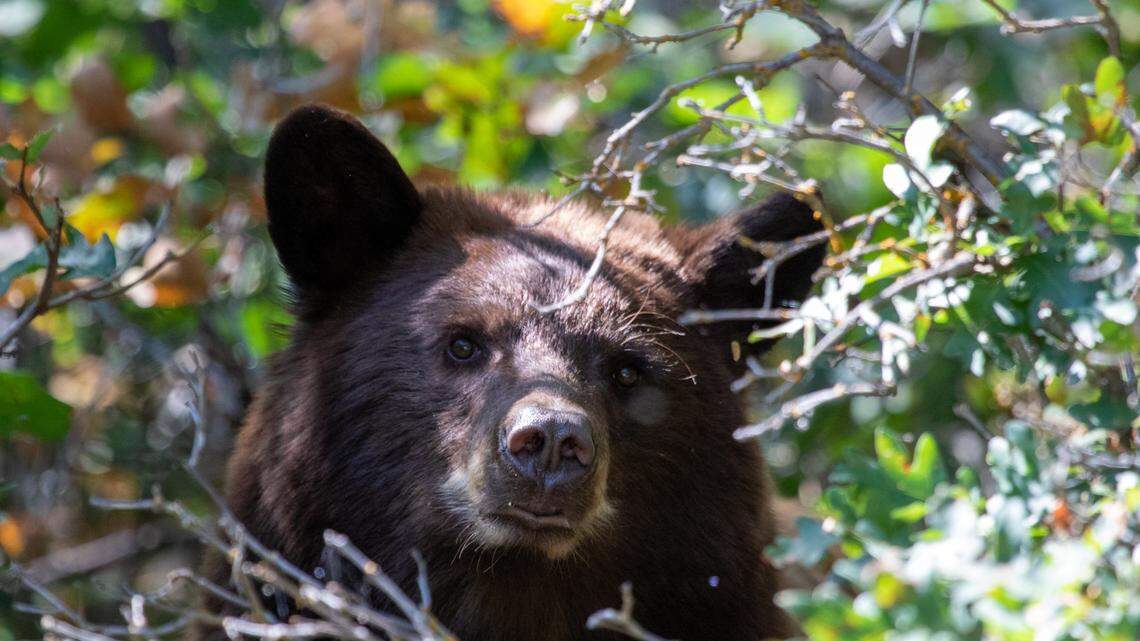 A black bear (not the one pictured) was caught on camera swimming in the Ridgway Reservoir in Colorado’s Ridgway State Park.