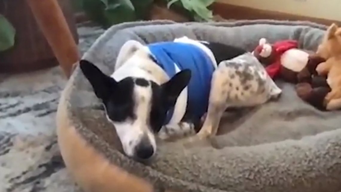 Four coyotes snatched a dog from his family’s back porch near Aspen, leaving him with serious injuries, a Colorado family says.