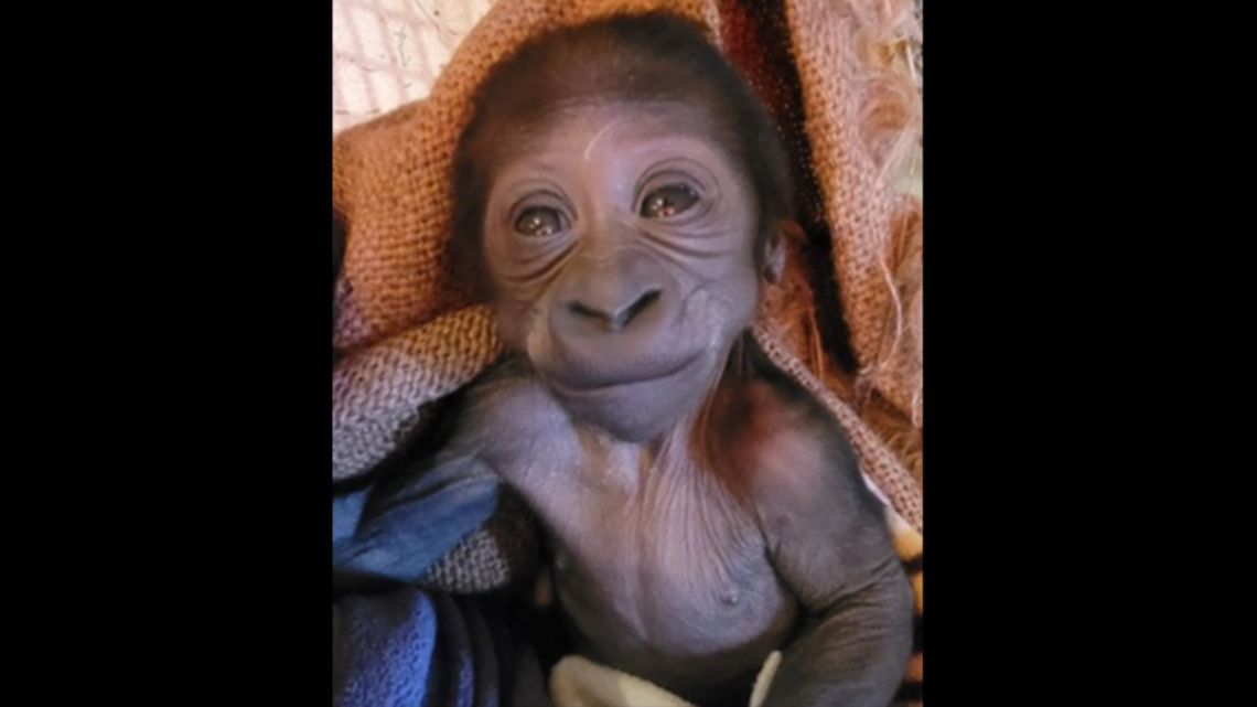 A gorilla baby born June 28 at Woodland Park Zoo in Washington has been rejected by his mother.