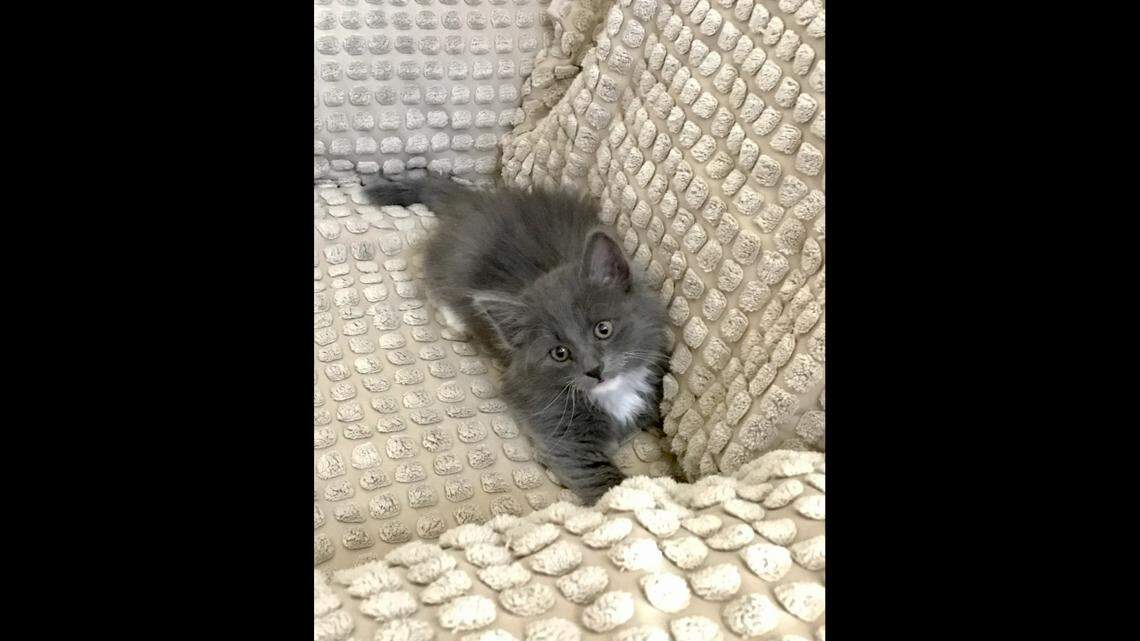 A kitty named Oreo was adopted by a little girl who “fell in love” with him while she was at the shelter’s summer camp, the Arizona animal shelter said.