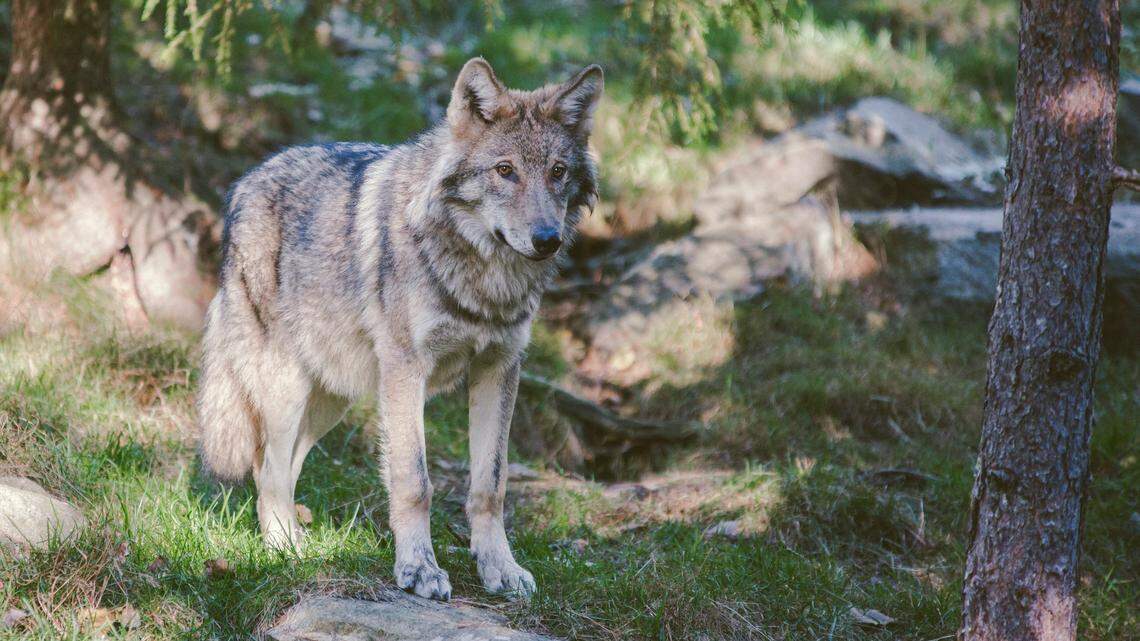 A gray wolf (not the one pictured) was found dead on private land, Oregon officials said.