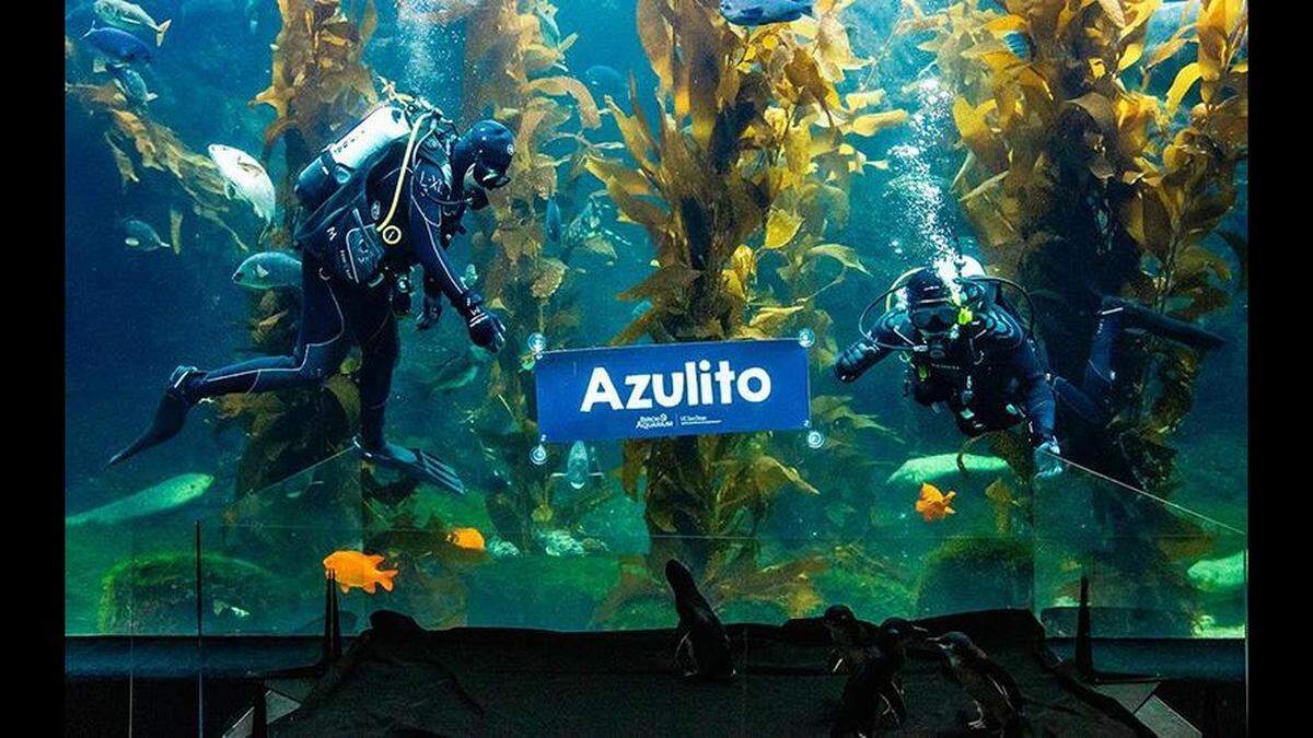 After his arrival in 2021, the penguin was named via a public naming contest, the aquarium said.