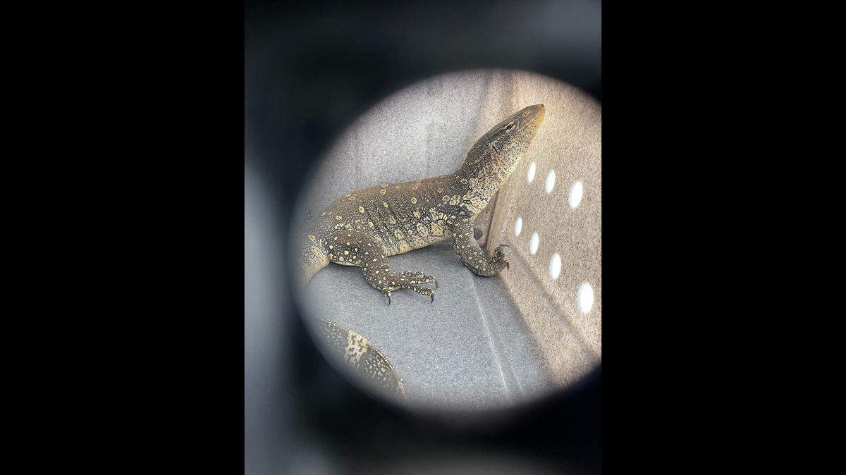 Police found a young ornate Nile monitor lizard inside a vacant Alameda home.