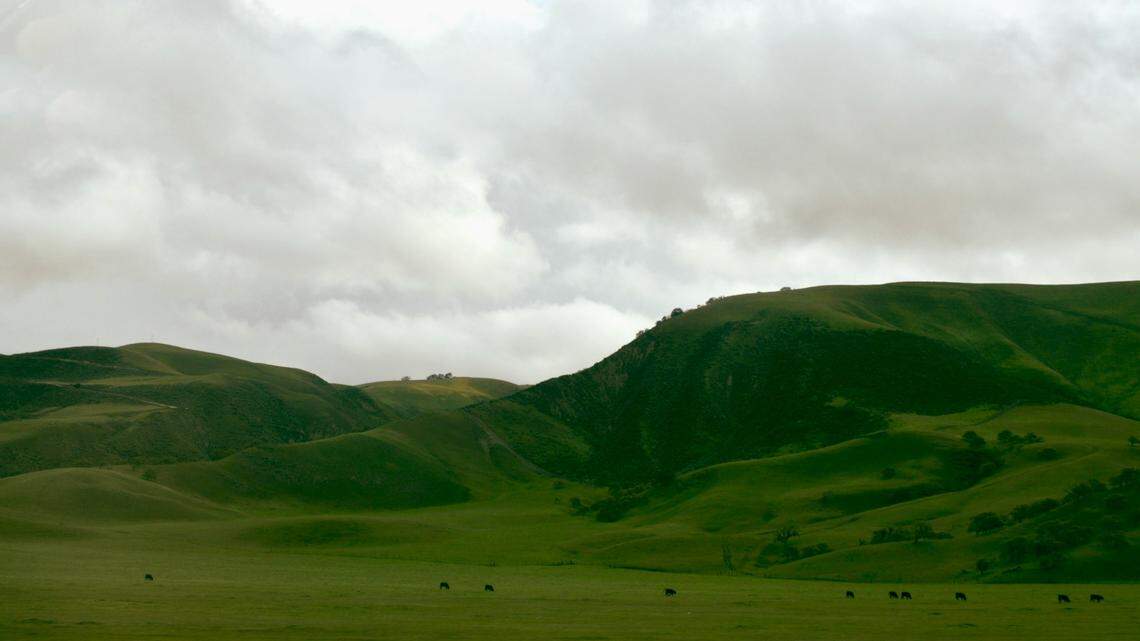 An endangered species is making quote the comeback in California a century after it was wiped out.