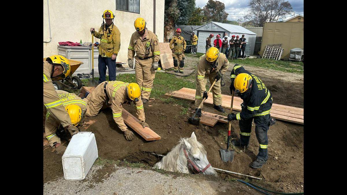 A 20-year-old horse was rescued after getting trapped in a backyard sinkhole at a Lake View Terrace home, the Los Angeles Fire Department said.