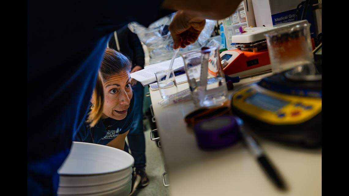Melissa Torres from Birch Aquarium looks on as Ashley Kidd from Sunflower Star Laboratory prepares the sperm dilution to fertilize the eggs.