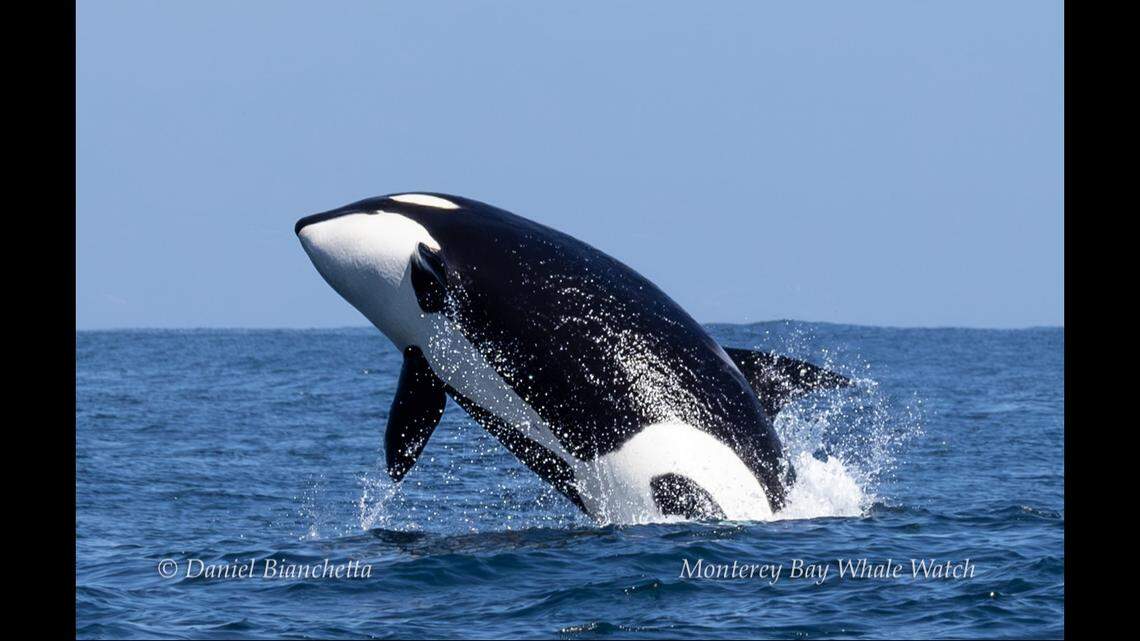 A group of 30 killer whales from 12 different pods hunted a minke whale in Monterey, according to a researcher with Monterey Bay Whale Watch.