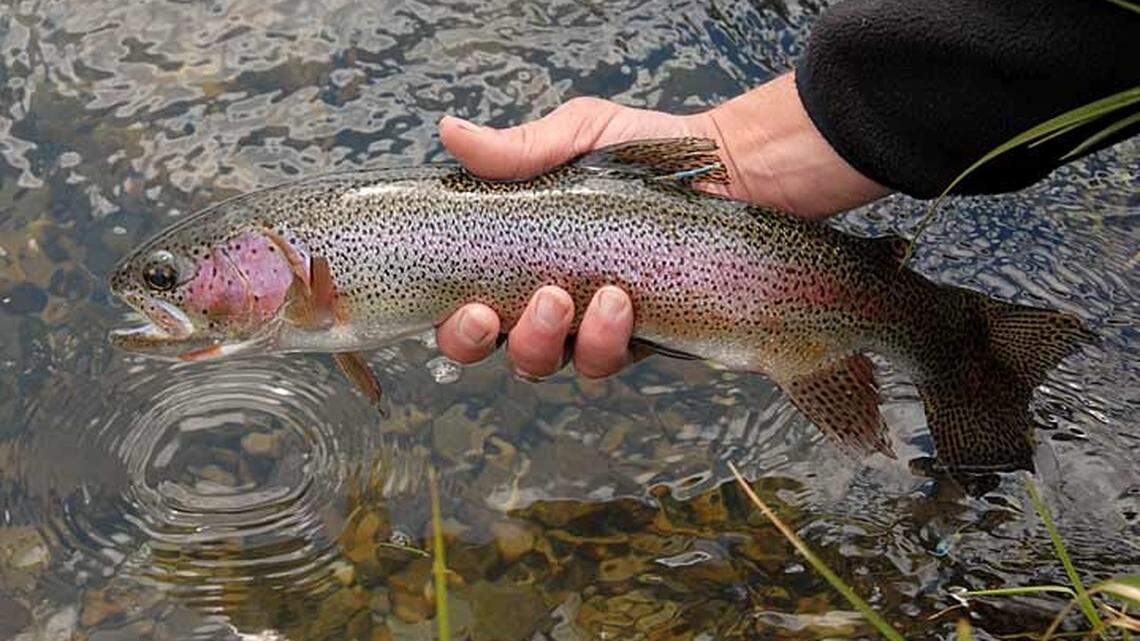 A novel parasite was found in rainbow trout (not the one pictured) in three Oregon hatcheries, wildlife officials said. Because of this, 160,000 fish have been killed to stop it from spreading.