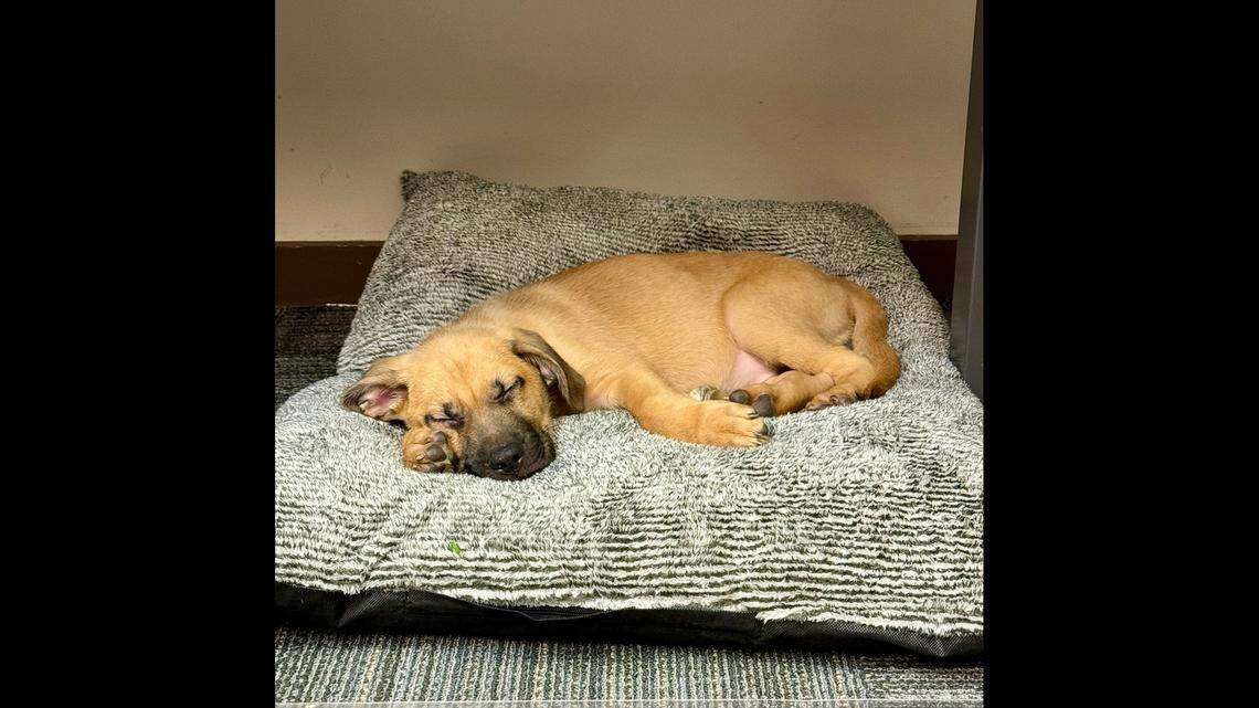 A pup found abandoned in a box on the side of a Utah highway in the “freezing cold and darkness” has found a new home at a police station.