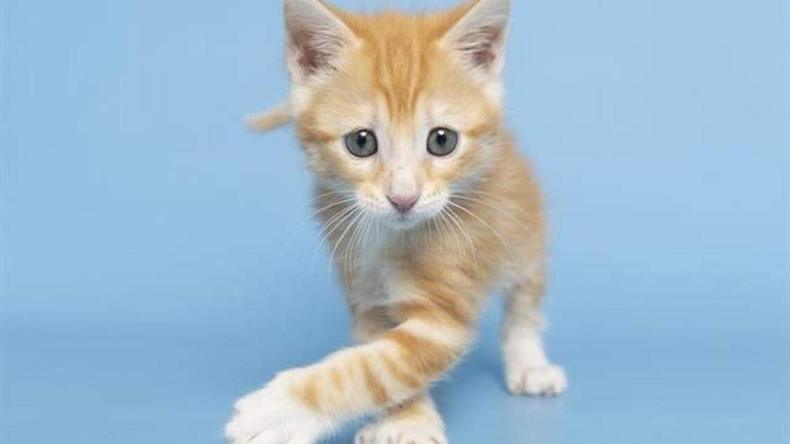 Nala was rescued March 31 from an apartment ceiling in Mesa, Arizona, when she was 2 weeks old.