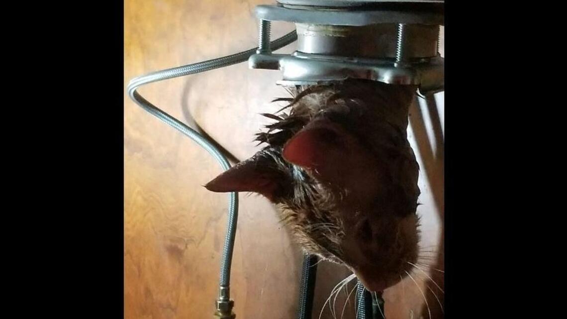 That’s a cat. And a garbage disposal. (Don’t worry, it all ends well)